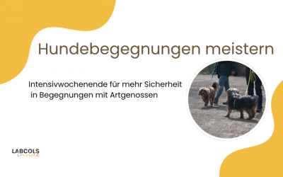 Hundebegegnungen meistern: Intensivwochenende für mehr Sicherheit in Begegnungen mit Artgenossen