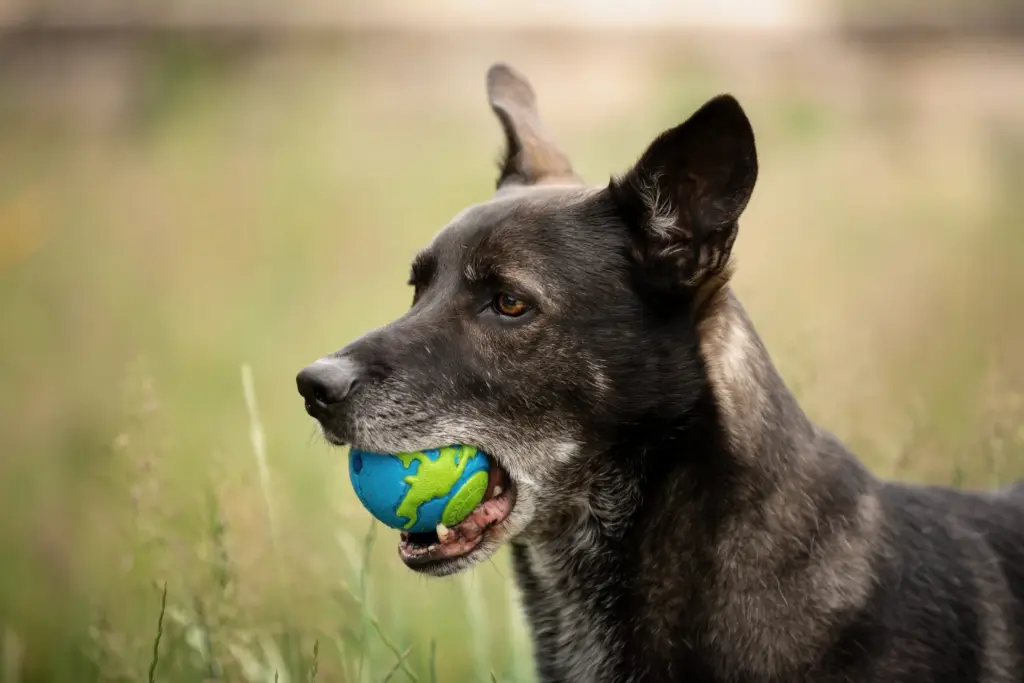 Bild eines Hundes mit Ball im Mund
